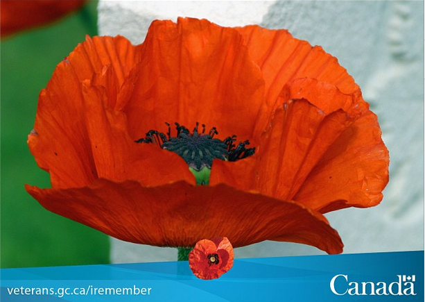 redpoppy